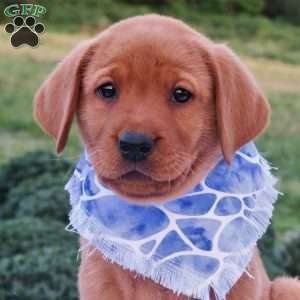Forest, Fox Red Labrador Retriever Puppy